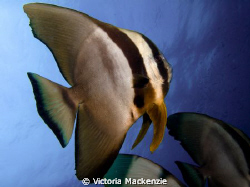 Beautiful Batfish by Victoria Mackenzie 